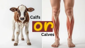 calfs-or-calves